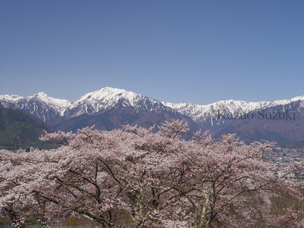 2016年桜旅
